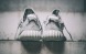 Кросівки Adidas Yeezy 350 Boost "Moonrock", EUR 41